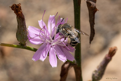 Anthophora