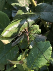 Tipula paludosa