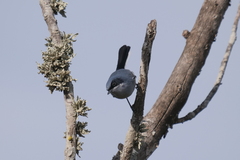 Polioptila dumicola