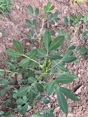 Arachis hypogaea