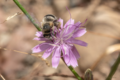 Anthophora