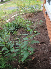 Eutrochium maculatum