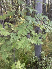 Sorbus scopulina