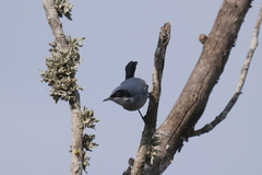 Polioptila dumicola
