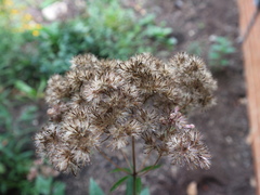 Eutrochium maculatum