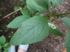 Eutrochium maculatum