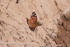 Vanessa braziliensis