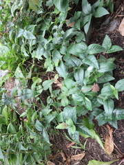 Monarda fistulosa