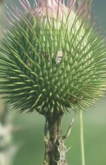 Tingidae