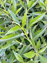 Myoporum laetum