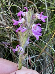 Pedicularis attollens