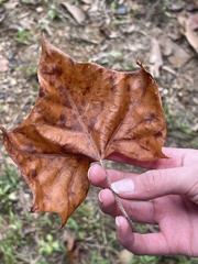 Platanus occidentalis