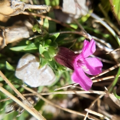 Caryophyllaceae