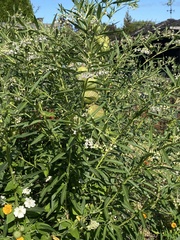 Gomphocarpus