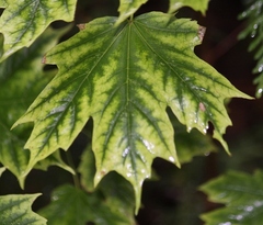Acer saccharum