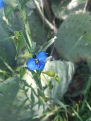 Commelina tuberosa