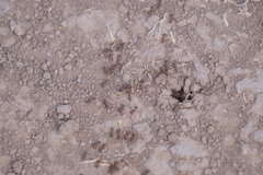 Solenopsis saevissima