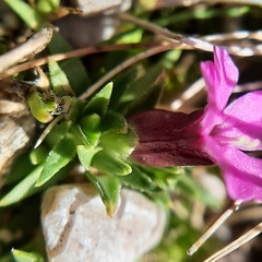 Caryophyllaceae