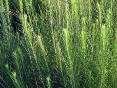 Baccharis coridifolia