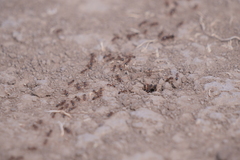 Solenopsis saevissima