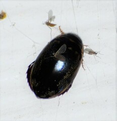 Thermonectus basillaris basillaris