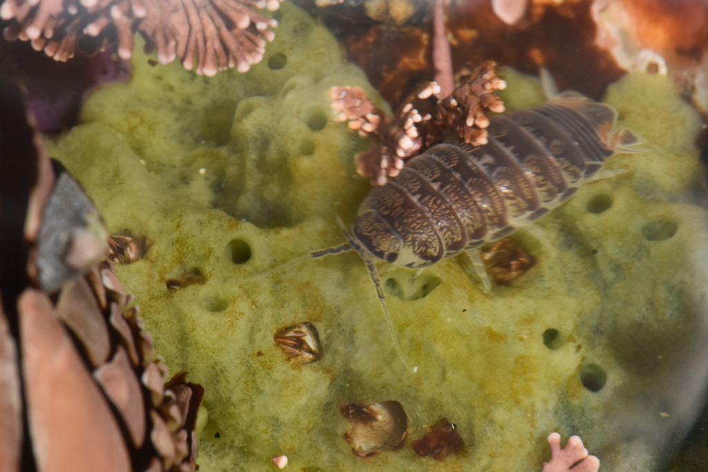 Harford's Isopod