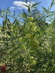 Gomphocarpus