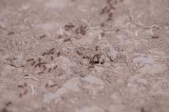 Solenopsis saevissima