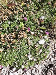 Caryophyllaceae