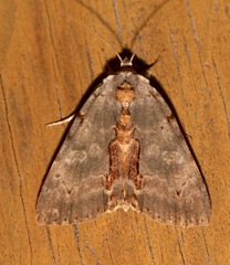 Catocala grynea