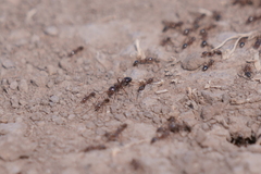 Solenopsis saevissima