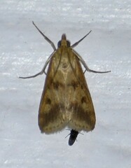 Achyra bifidalis
