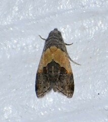 Tripudia balteata