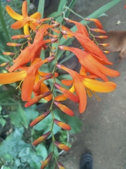 Crocosmia