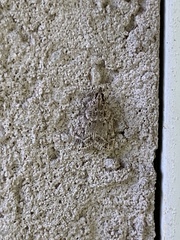 Eudonia heterosalis