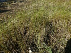 Schoenoplectus torreyi