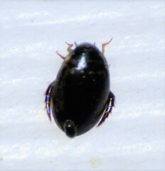 Thermonectus basillaris basillaris