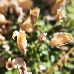 Caryophyllaceae