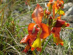 Gladiolus alatus
