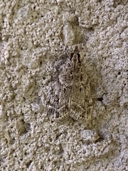 Eudonia heterosalis