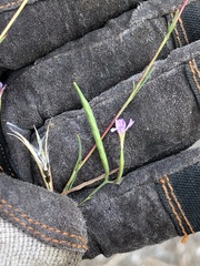 Epilobium brachycarpum