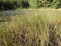 Schoenoplectus torreyi