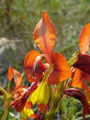 Gladiolus alatus