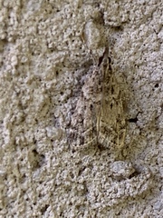 Eudonia heterosalis