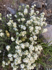 Leptosiphon nuttallii