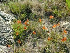 Gladiolus alatus
