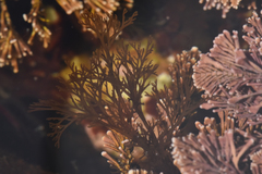Microcladia borealis