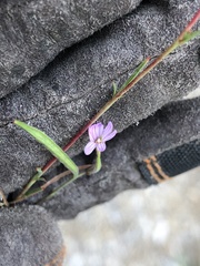 Epilobium brachycarpum