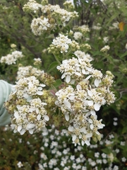 Montanoa tomentosa
