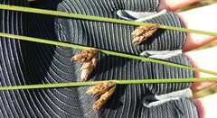 Schoenoplectus torreyi